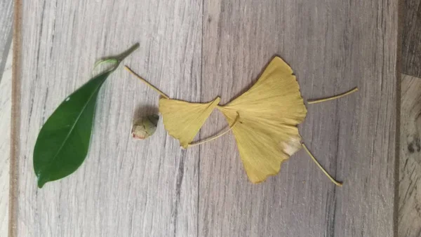 Amarillo Otoño Ginkgo Hojas Flora Naturaleza — Foto de Stock