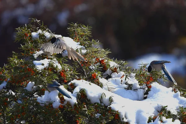 Kış Karla Kaplı Ağaçlar Ile — Stok fotoğraf