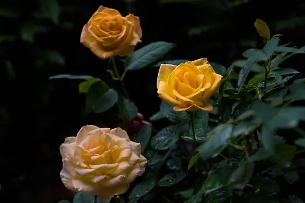 Hermosas Rosas Amarillas Jardín — Foto de Stock