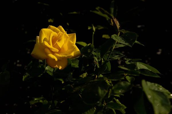 Hermosas Flores Jardín — Foto de Stock