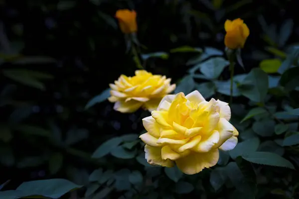 Hermosa Flor Amarilla Jardín — Foto de Stock