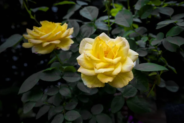 Hermosa Flor Amarilla Jardín — Foto de Stock