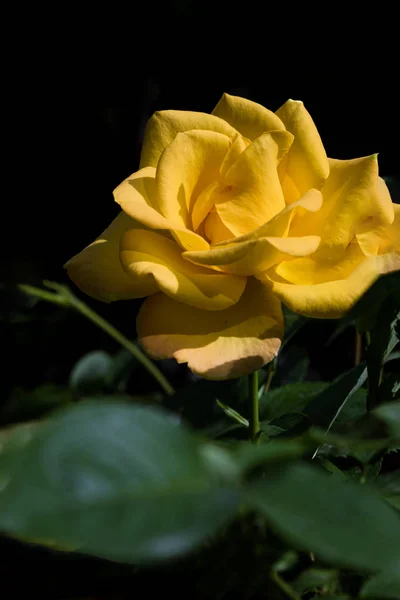 Primer Plano Una Flor — Foto de Stock