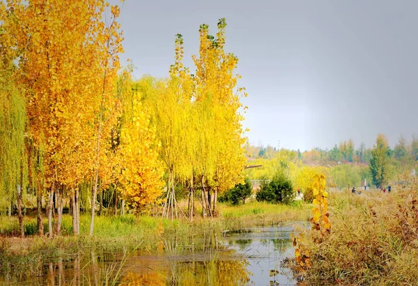 秋天的风景 有桦树 — 图库照片