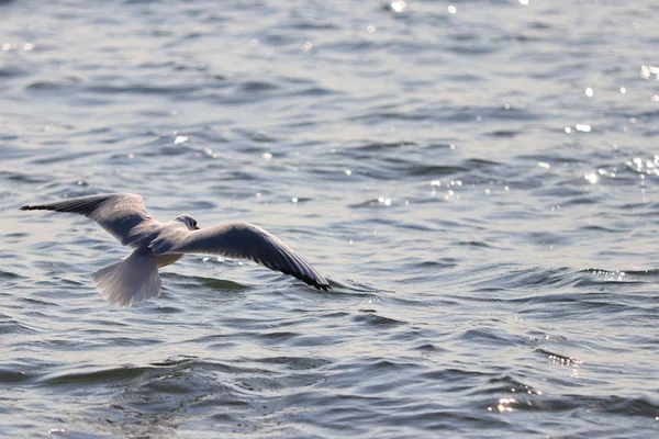 Gaviota Vuelo Sobre Mar — Foto de Stock