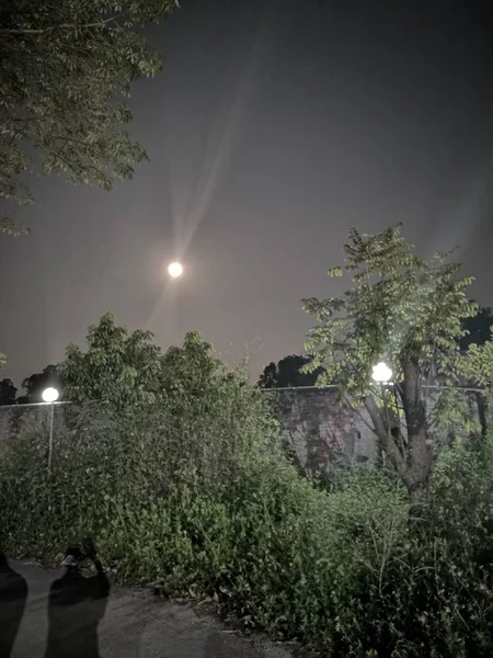 Hermoso Paisaje Nocturno Con Árboles Bosque — Foto de Stock