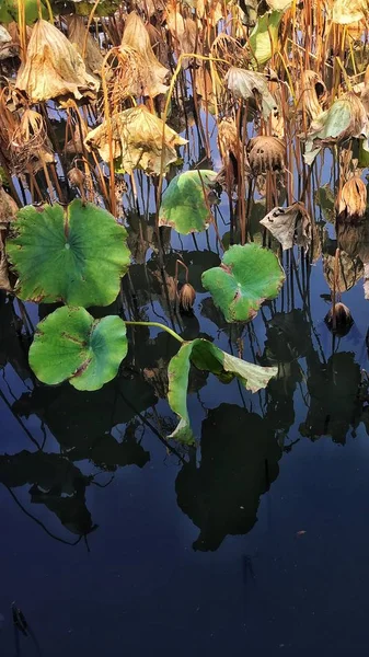 Lirio Agua Estanque — Foto de Stock