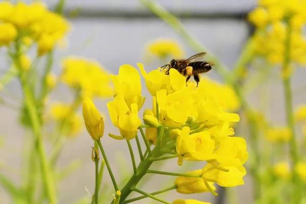 Abeja Una Flor — Foto de Stock