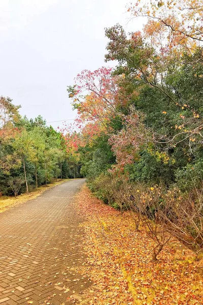 autumn landscape with trees and leaves