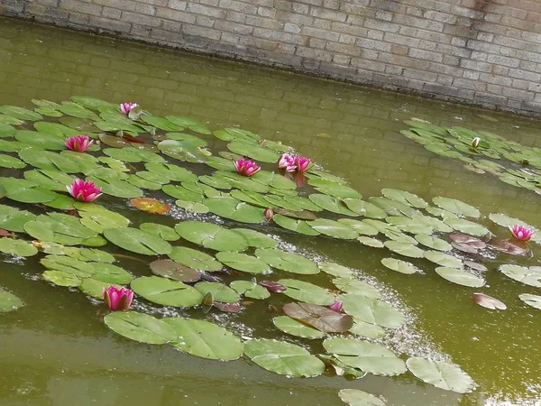 pond with water lily in the garden