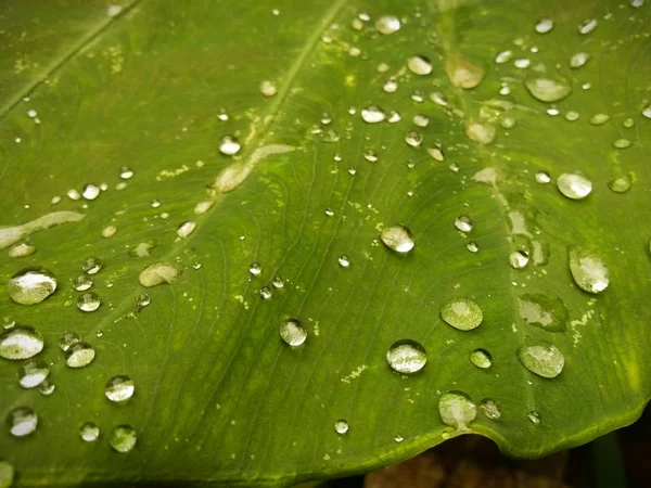 Foglia Con Gocce Acqua Flora Umida — Foto Stock