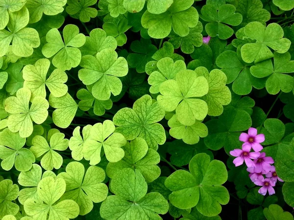 Hoja Trébol Verde Follaje — Foto de Stock