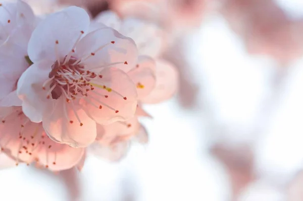 beautiful pink flowers on a white background