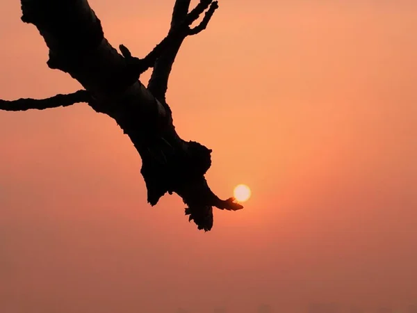 Silueta Pájaro Árbol — Foto de Stock