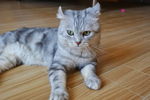 Retrato Gato Lindo — Foto de Stock