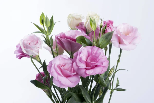 Primer Plano Las Flores Oceanía Latifolia — Foto de Stock