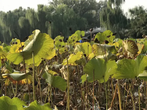 Hermoso Paisaje Con Una Flor — Foto de Stock