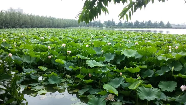 Campo Verde Las Verduras Frescas — Foto de Stock