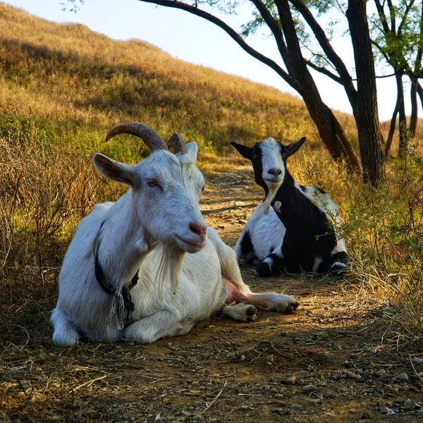 Domestic cattle at the farm