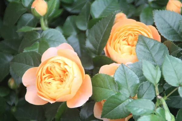 Hermosa Flor Vista Cerca — Foto de Stock