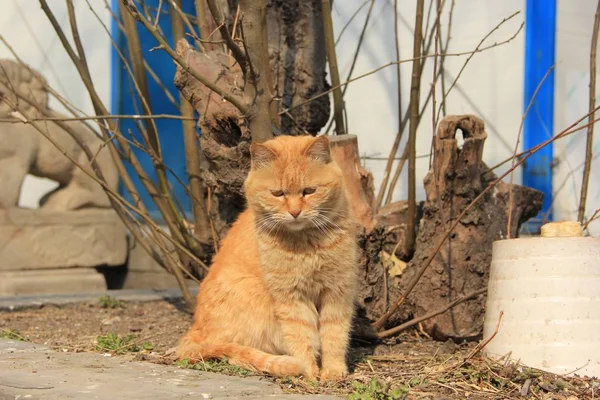 Retrato Gato Lindo — Foto de Stock