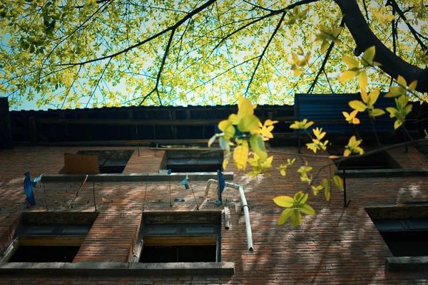 Hermoso Paisaje Otoño Con Árbol — Foto de Stock