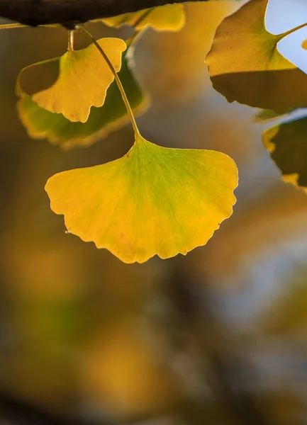 fall season yellow Ginkgo leaves