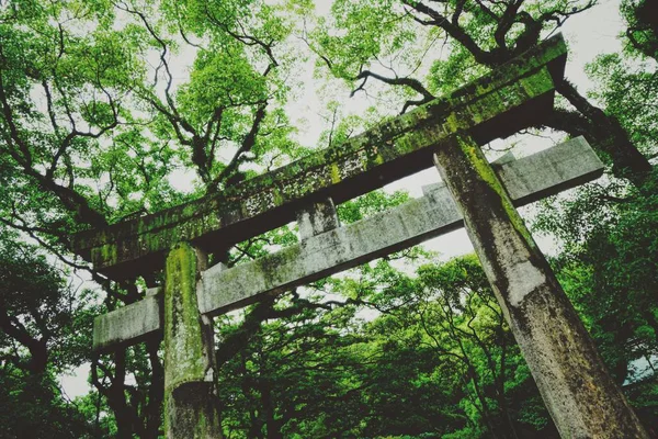 Hermosos Árboles Verdes Parque — Foto de Stock