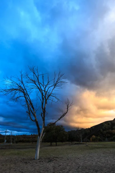 beautiful landscape with a tree and a lonely trees