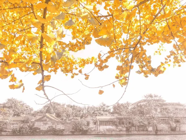 autumn landscape with leaves and tree