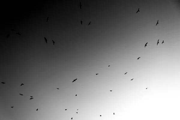 Hermosas Aves Voladoras Alas Aves — Foto de Stock