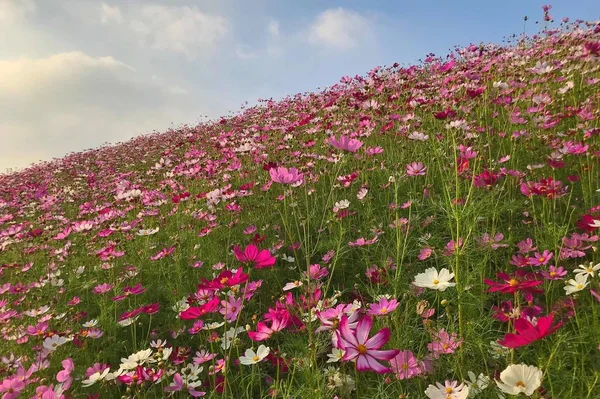 Tageslicht Der Blumen Die Frühling Blühen — Stockfoto