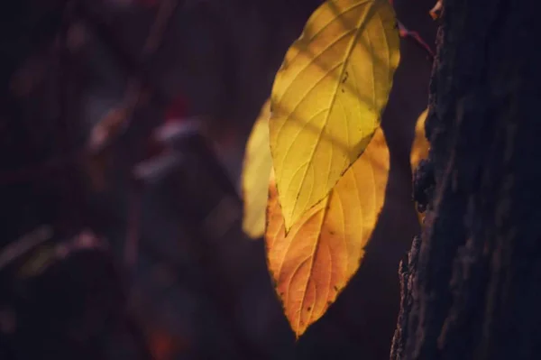 Hojas Otoño Parque Temporada Otoño Naturaleza — Foto de Stock