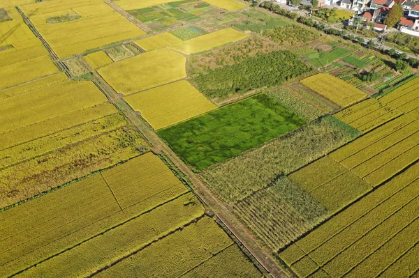 Vista Aérea Campos Arroz Polonia — Foto de Stock