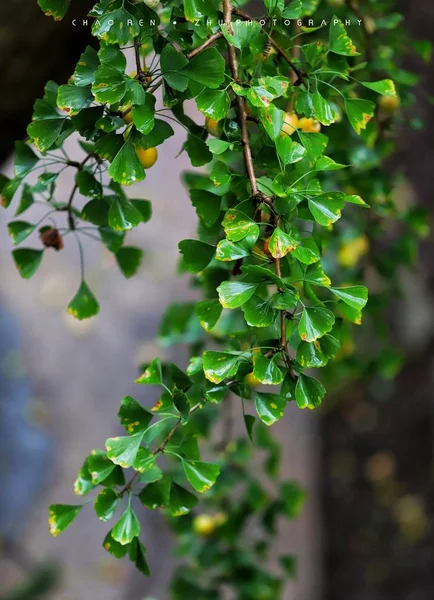 Hojas Verdes Verano Flora Follaje — Foto de Stock