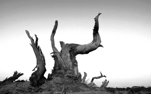 Silueta Árbol Parque — Foto de Stock