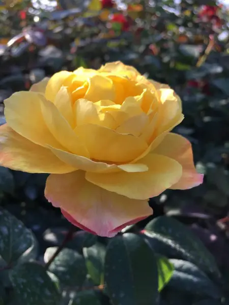 Primer Plano Flor Jardín — Foto de Stock