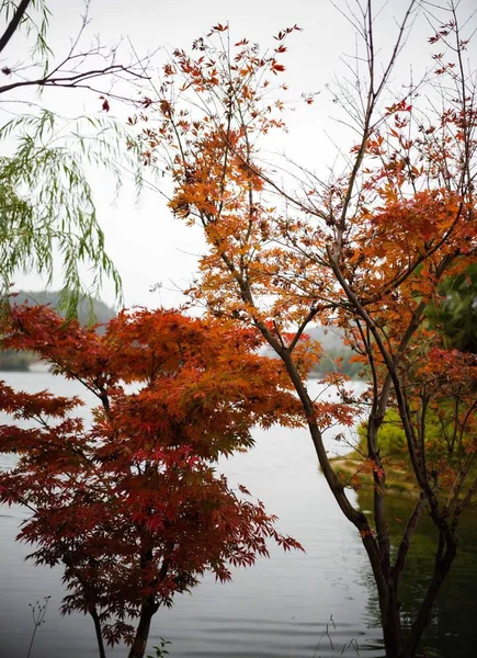 beautiful landscape with trees and leaves