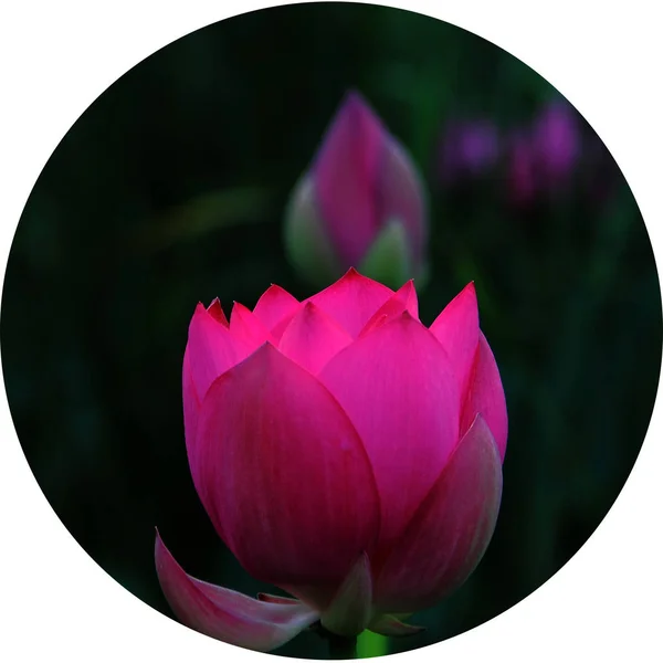 beautiful lotus flower on a black background