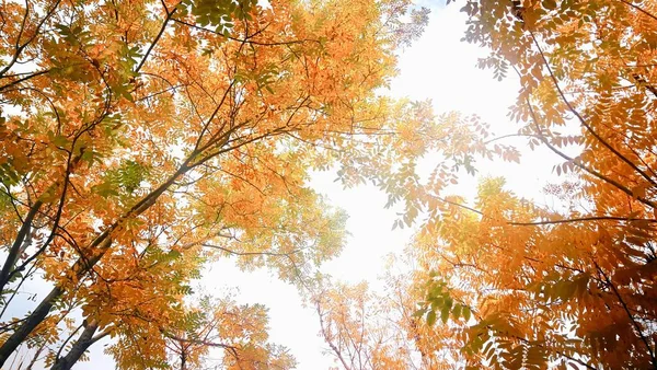 Hojas Otoño Temporada Otoño Follaje Flora — Foto de Stock