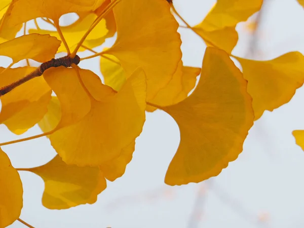 yellow autumn Ginkgo leaves, flora and nature