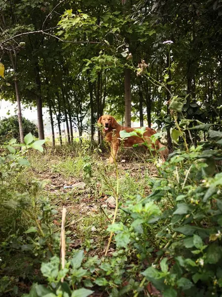 Perro Bosque — Foto de Stock