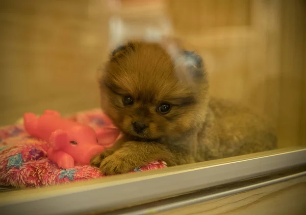 Adorable Perro Mascota Esponjosa Pedigreed — Foto de Stock