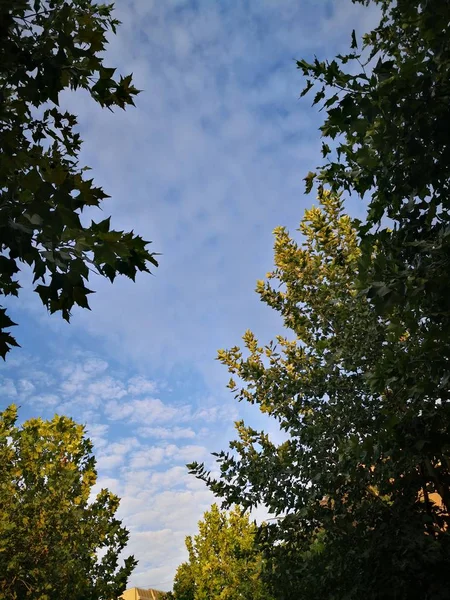 Hojas Otoño Follaje Temporada Otoño — Foto de Stock