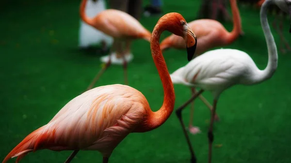 Flamingo Aves Animais Flora Fauna — Fotografia de Stock
