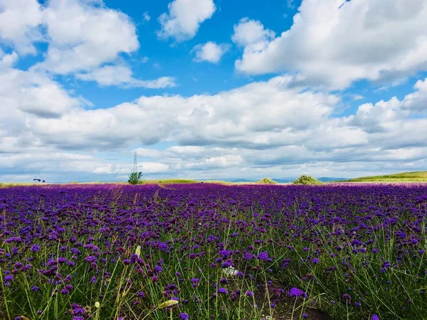 Schöne Landschaft Mit Blühenden Blumen Auf Dem Feld — Stockfoto