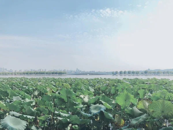 Campo Maíz Plantas Agrícolas — Foto de Stock