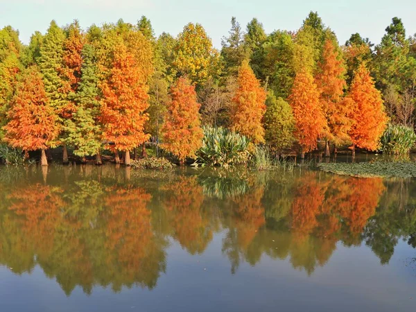 Осенние Листья Флора Осенью — стоковое фото