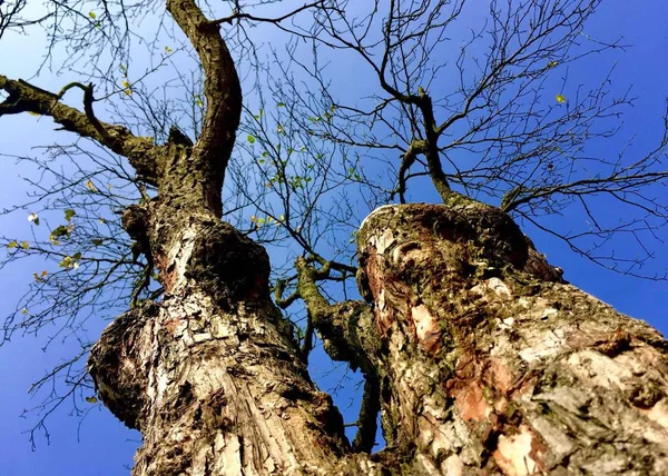 stock image tree branches, forest flora