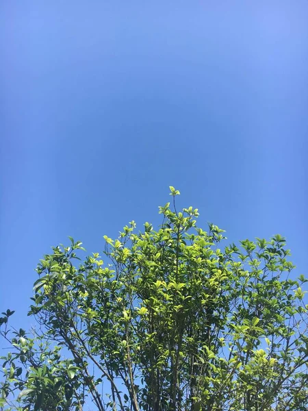 stock image green leaves on a tree in the garden